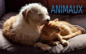 Animaux cible site
