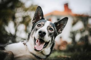 Barth chien loup