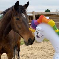 Barth licorne