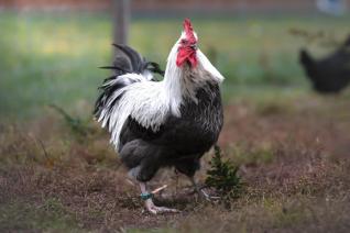Barth poules