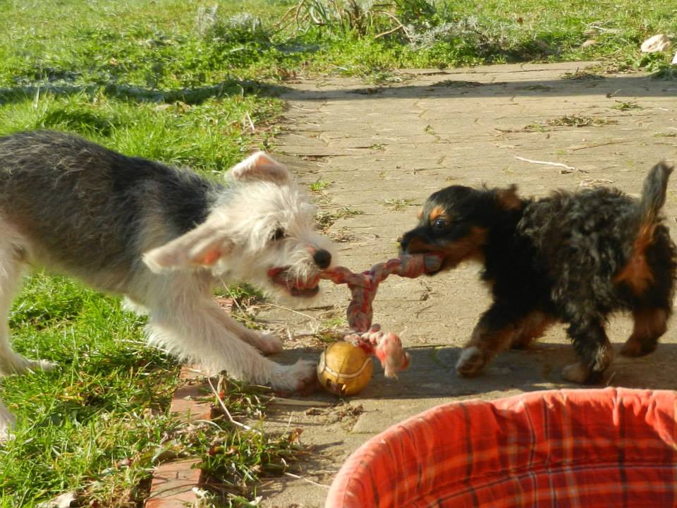 Chiot jeu de corde