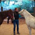 Com chevaux