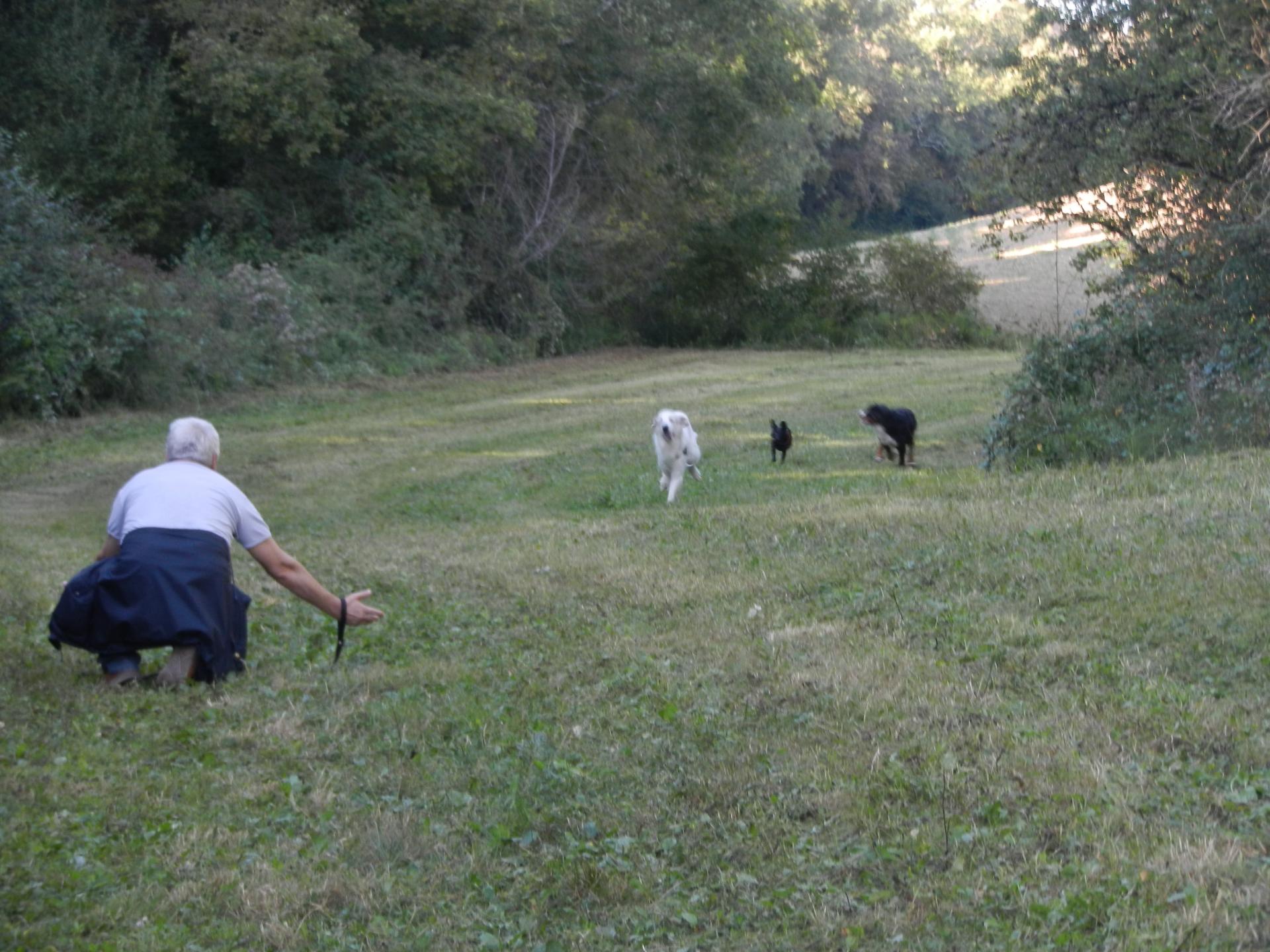 educateur canin etre chien education canine cours collectifs massage soins