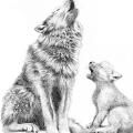 Duo loup bebe wouf