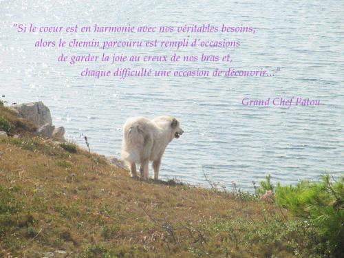 Patou citation